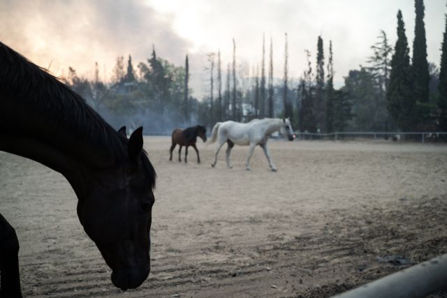 Φωτιά στη Βαρυμπόμπη – Περίπου 250 άλογα μεταφέρθηκαν στο Μαρκόπουλο – Βρέθηκαν και τα 5 αγνοούμενα | tovima.gr