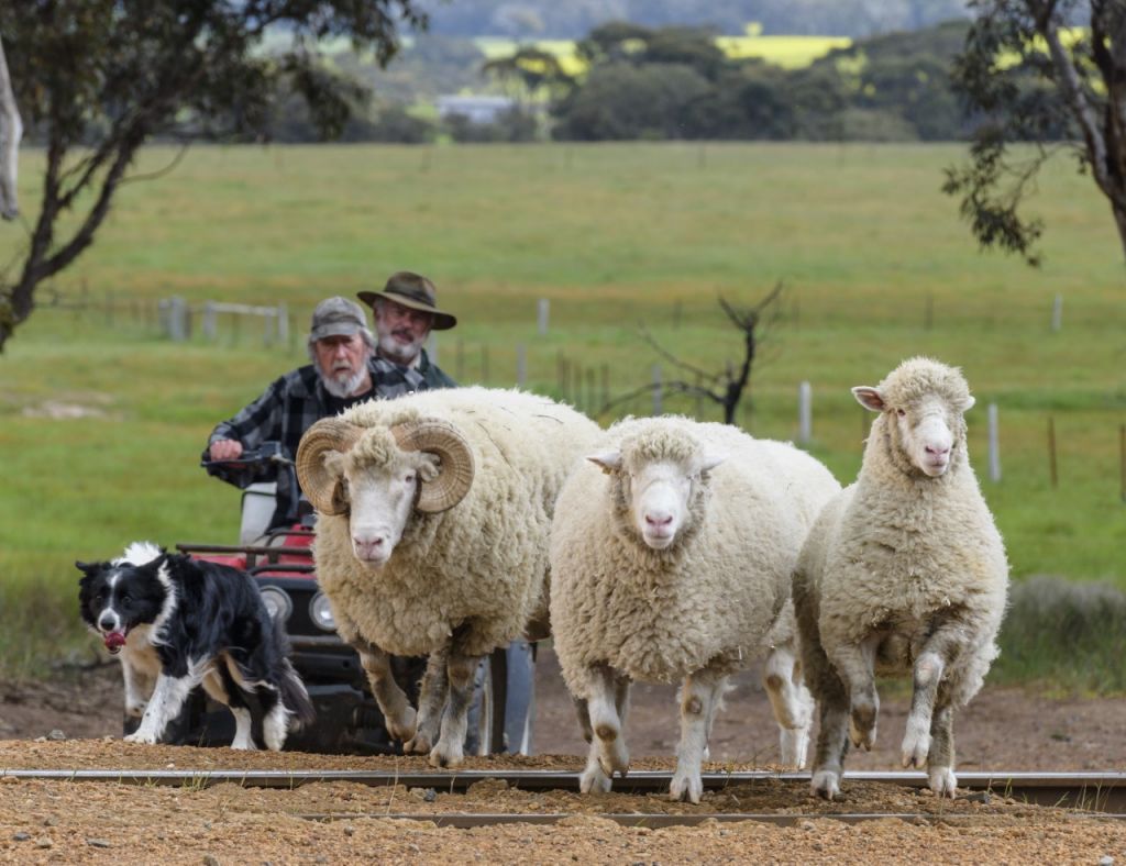 Οι ταινίες της εβδομάδας – Aνθρωποι και πρόβατα