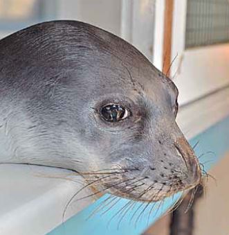 Παπαγάλοι, φώκιες και (υπ)άνθρωποι