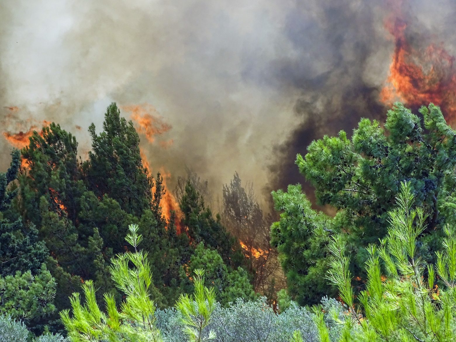 Φωτιές – Απαγορεύονται οι μετακινήσεις σε δάση, εθνικούς δρυμούς και άλση