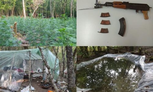Κόνιτσα –   Οργανωμένη φυτεία κάνναβης και ο «φύλακας» με καλάσνικοφ!