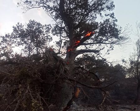 Φωτιά στη Μάνη – Στη Δεσφίνα το βασικό μέτωπο της πυρκαγιάς