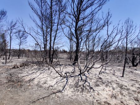 Σαρηγιάννης – Τα σωματίδια από το νέφος των πυρκαγιών θα αιωρούνται εως και 10 μέρες ακόμη – Τι πρέπει να γίνει