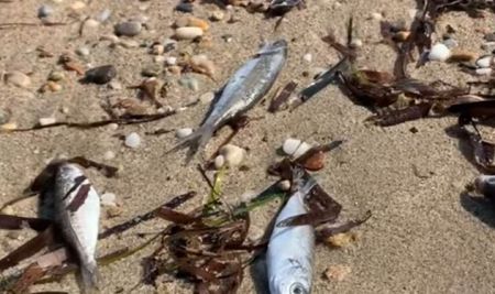 Θεσσαλονίκη – Νεκρά ψάρια «ξεβράζει» η θάλασσα στη Χαλκιδική