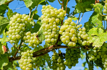 Crete – Great damage to viticulture from the recent heatwave