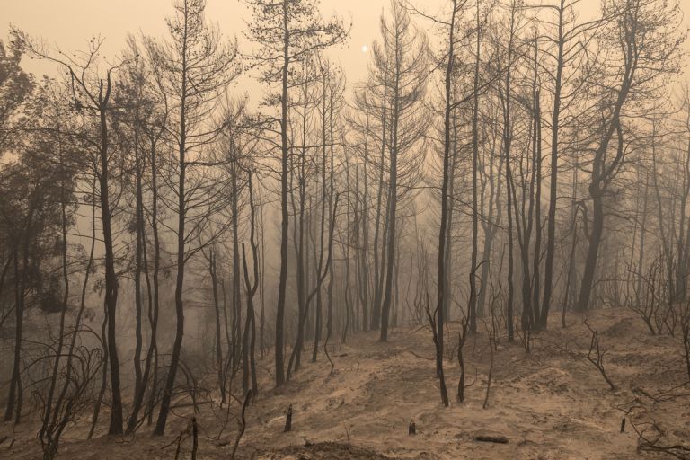 Λέκκας για Εύβοια – Έχουν καταστραφεί ολοσχερώς 300.000 στρέμματα, δεν θα ξαναγίνουν δάσος | tovima.gr
