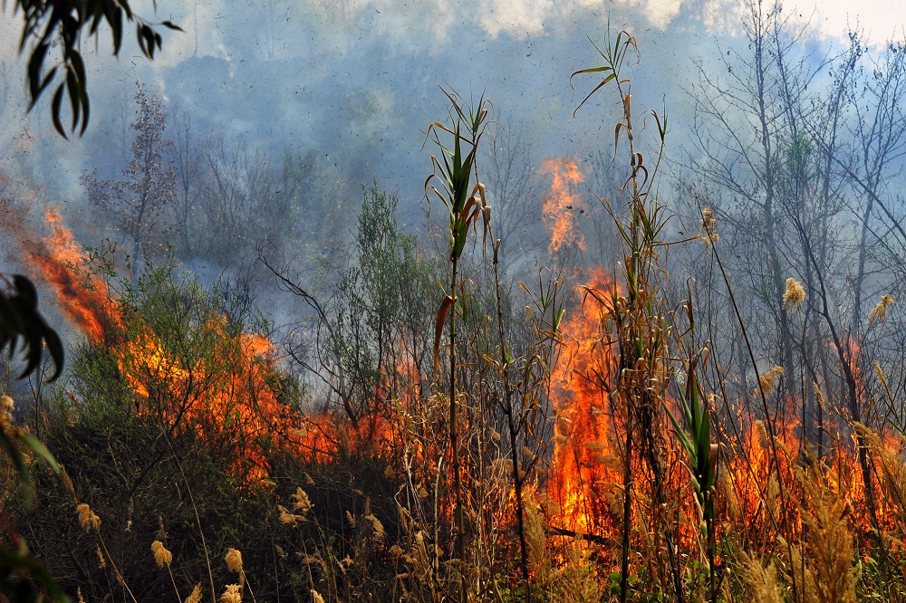 Φωτιά ξέσπασε στο Αλεποχώρι – Καίει χορτολιβαδική έκταση