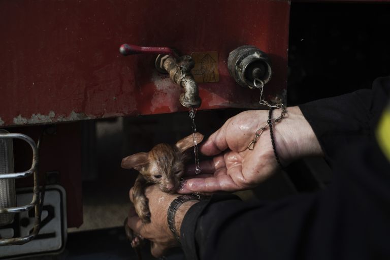 Φωτιά στη Γορτυνία – Πυροσβέστες σώζουν γατάκι από την πυρκαγιά | tovima.gr