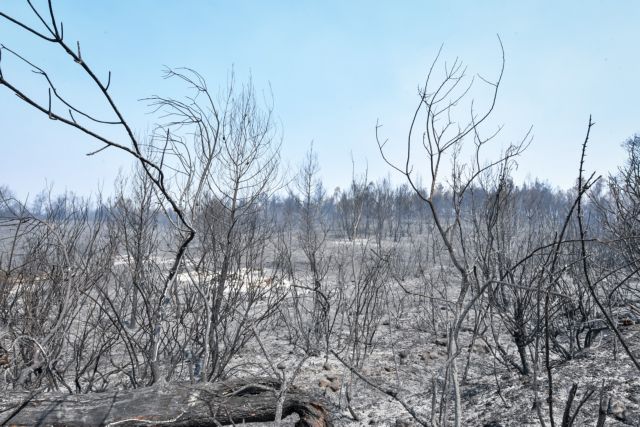 Λέκκας – Επτά φορές μεγαλύτερος ο κίνδυνος πλημμύρας μετά τις πυρκαγιές