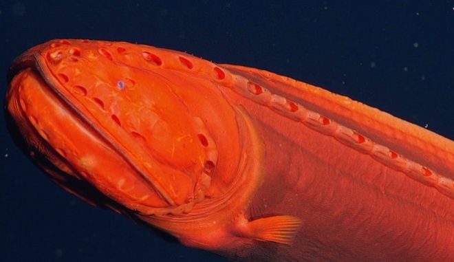 Καλιφόρνια – Βρέθηκε σπάνιο ψάρι που αλλάζει μορφή | tovima.gr