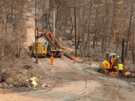 Φρούτα και κουκουνάρια