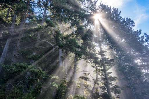 Δάση όσο το 1/4 της Ελλάδας θα φυτεύει η Κίνα κάθε χρόνο