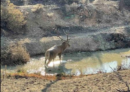 Βαρυμπόμπη – Ελάφι παίζει σε νερολακούβα ανάμεσα στα καμένα