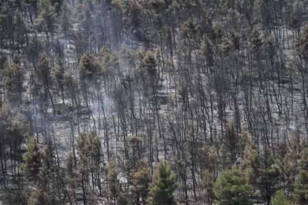 Politicians and our burnt forests