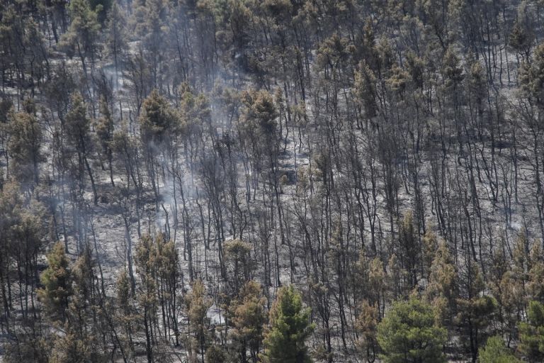 Politicians and our burnt forests | tovima.gr