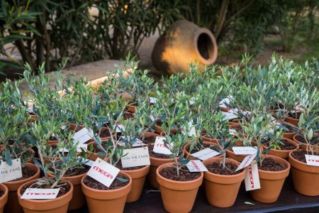 Η «Γη της ελιάς» αρχίζει να καρποφορεί στο MEGA – Είδαμε το πρώτο επεισόδιο