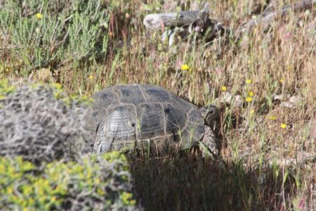 Πρώην βάση Ελληνικού – Απομάκρυνση χελωνών και άλλων ερπετών