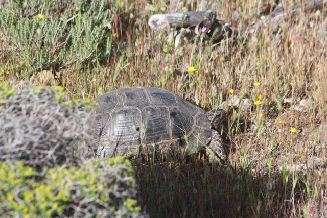 Πρώην βάση Ελληνικού – Απομάκρυνση χελωνών και άλλων ερπετών | tovima.gr