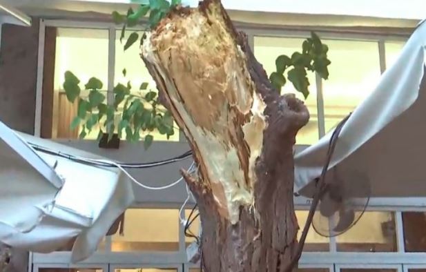 Κατέρρευσε δέντρο στο εστιατόριο που δειπνούσαν Πάιατ με Μενέντεζ  | tovima.gr