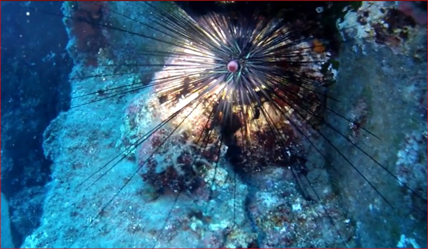 Δηλητηριώδης αχινός απειλεί τις ελληνικές θάλασσες