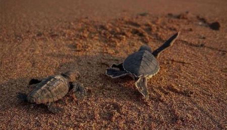 Σητεία – Χελώνες καρέτα – καρέτα παρασύρθηκαν από τα φώτα του δρόμου και σκοτώθηκαν