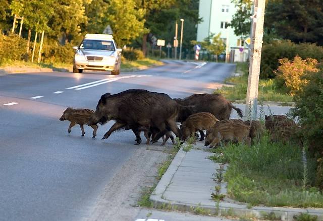 Δήμος Διονύσου – Η απάντηση για το κυνήγι αγριογούρουνου στα καμένα