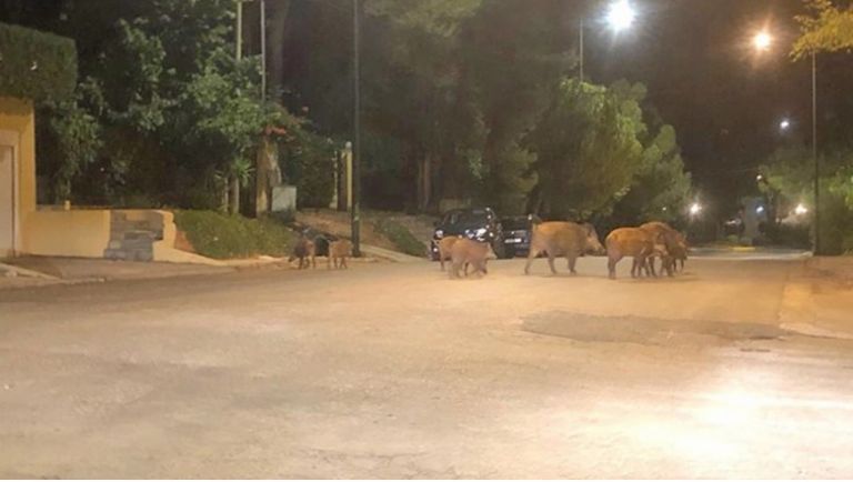 Η αύξηση των λύκων στην Πάρνηθα έστειλε τα… αγριογούρουνα στα Βόρεια Προάστια | tovima.gr