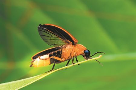 Οι διαφορετικές χρήσεις των εκλάμψεων