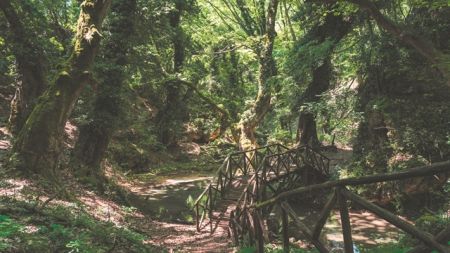 Το δάσος που (δεν) αγαπήσαμε