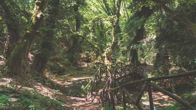 Το δάσος που (δεν) αγαπήσαμε