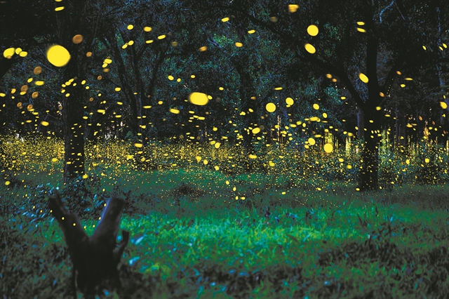 Πυγολαμπίδες σε φωτεινό συντονισμό