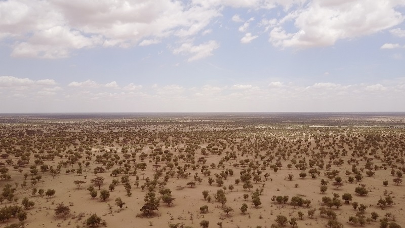 Γιατί ξεφυτρώνουν δέντρα και κυκλικοί κήποι στη… Σαχάρα;