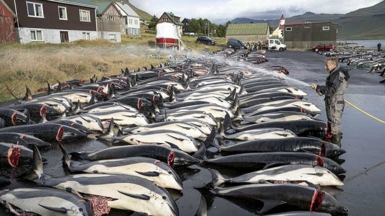 Κατακραυγή για την σφαγή σχεδόν 1.500 δελφινιών στα νησιά Φερόε | tovima.gr