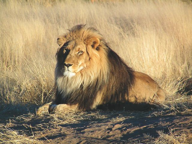 Θετικά στον κορωνοϊό έξι λιοντάρια και τρεις τίγρεις του ζωολογικού κήπου της Ουάσιγκτον