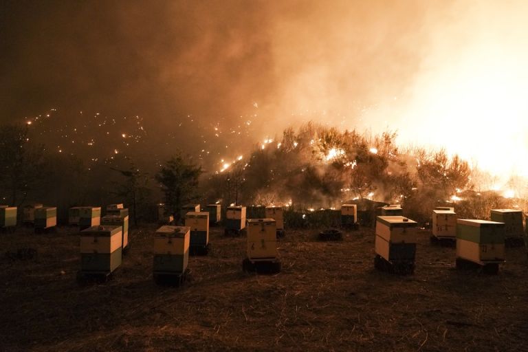 Μελισσοκόμοι – 13 μέτρα στήριξης για όσους επλήγησαν από τις πυρκαγιές | tovima.gr