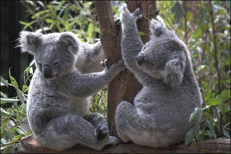 «Δραματική» μείωση των κοάλα στην πυρόπληκτη Αυστραλία | tovima.gr