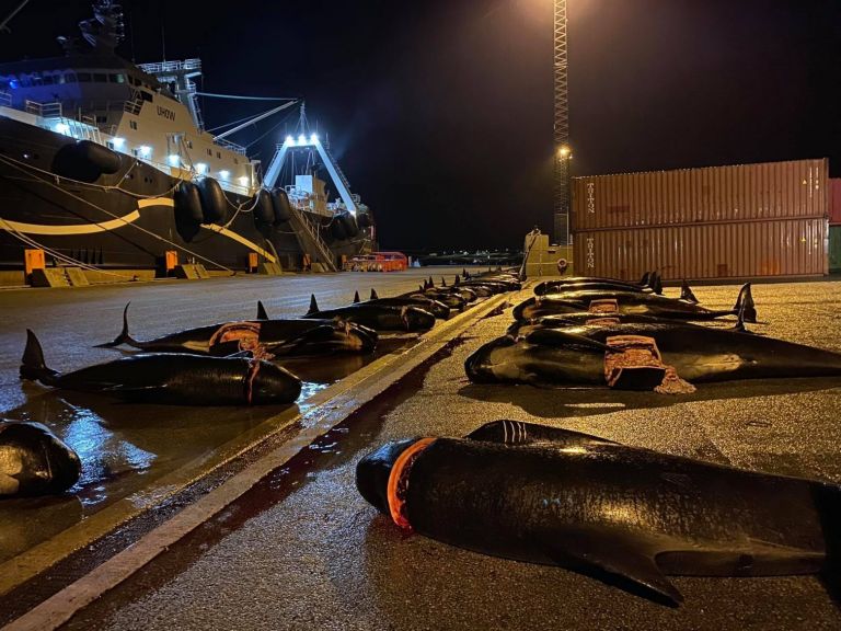 Νησιά Φερόε – H θάλασσα βάφτηκε ξανά «κόκκινη» – Σφαγιάστηκαν άλλα 52 δελφίνια | tovima.gr