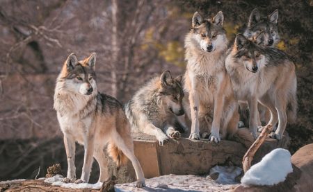 Μεγαλώνοντας με τους λύκους