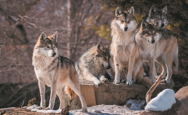 Μεγαλώνοντας με τους λύκους