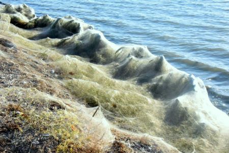 Αιτωλικό  – Ιστοί από αράχνες σκέπασαν τα πάντα – Τι συνέβη