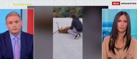 Ελάφι σπάραζε επί τρεις μέρες στη μέση του δρόμου και το δασαρχείο αδιαφορούσε