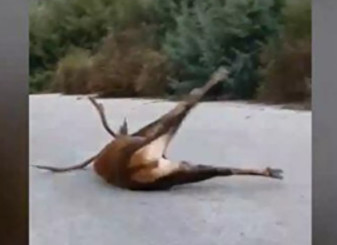 Πάρνηθα – Τι απαντά το δασαρχείο για το ελάφι που σπάραζε επί τρεις μέρες στη μέση του δρόμου