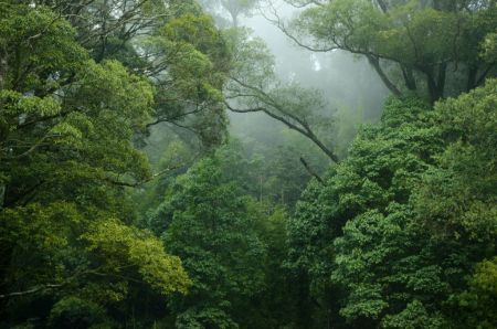 Έκθεση – Οι χώρες δεν δαπανούν για τη διάσωση των δασών