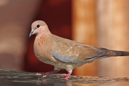 Ανακαλύφτηκε στη Λέσβο το φοινικοτρύγονο, νέο για την Ελλάδα αναπαραγόμενο είδος πουλιού