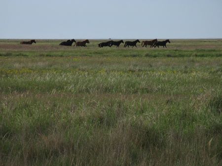 Η ελληνική γλώσσα στο διάβα του χρόνου – Η θεωρία περί εξάπλωσης των Ινδοευρωπαίων από την περιοχή του Δούναβη