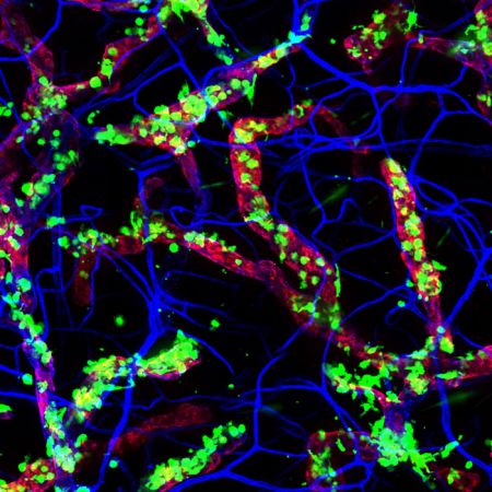 Το ανοσοποιητικό μας σύστημα… ξυπνάει με τις κότες