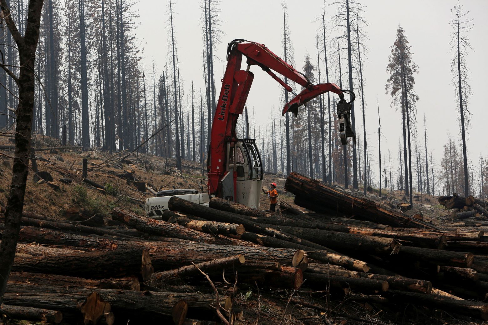 COP26 – Τέλος στην αποδάσωση υπόσχονται πάνω από 100 χώρες