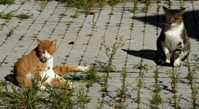 Καιρός – Τι προβλέπεται για σήμερα και τις επόμενες μέρες – Πού χρειάζεται προσοχή