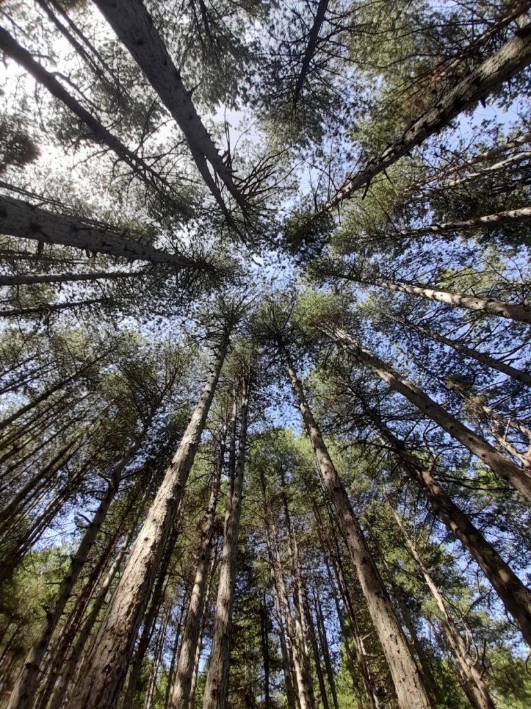 Κλιματική αλλαγή – Δεν αρκούν μόνο τα δάση…  