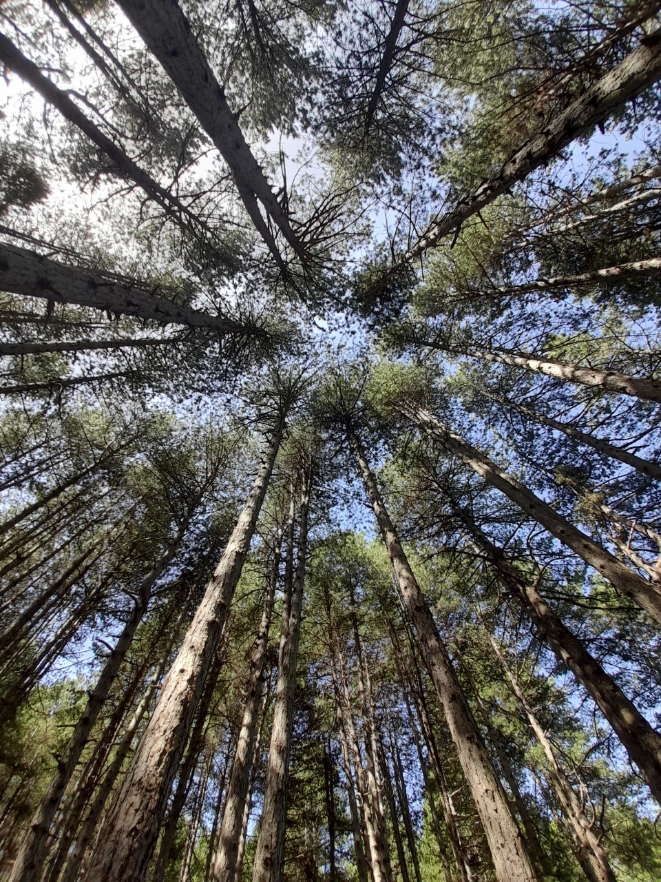 Κλιματική αλλαγή – Δεν αρκούν μόνο τα δάση…  